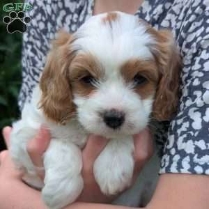 Heidi, Cavapoo Puppy