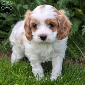 Heidi, Cavapoo Puppy