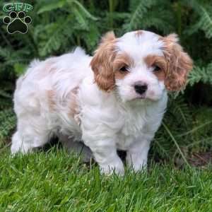 Heidi, Cavapoo Puppy