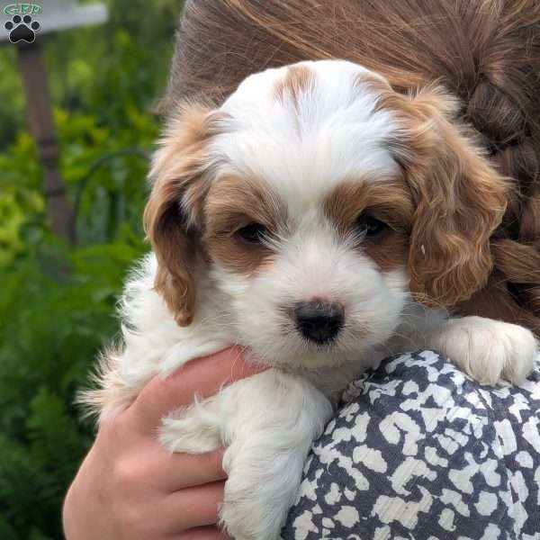 Heidi, Cavapoo Puppy
