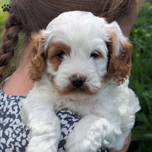 Hunter, Cavapoo Puppy