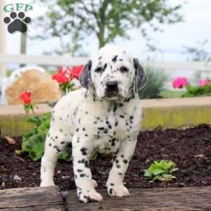 Pace, Dalmatian Puppy
