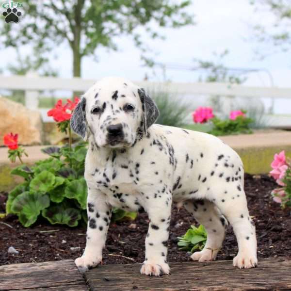 Pace, Dalmatian Puppy