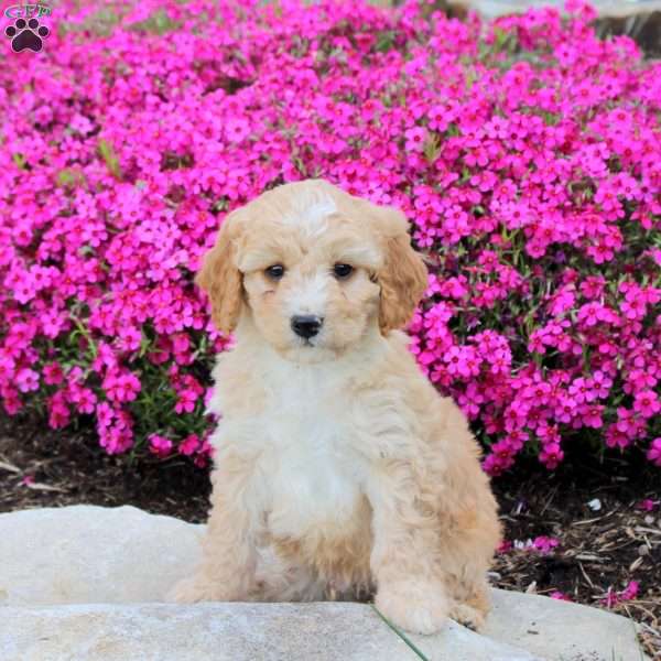 Pace, Cavapoo Puppy