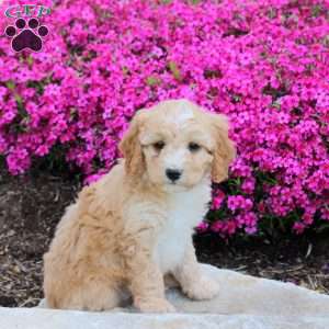 Pace, Cavapoo Puppy