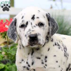 Pace, Dalmatian Puppy