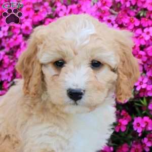 Pace, Cavapoo Puppy
