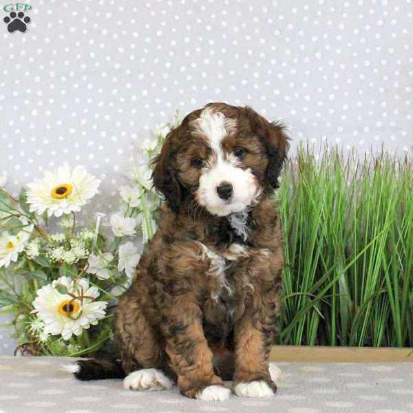 Paige, Mini Bernedoodle Puppy