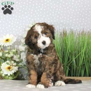 Paige, Mini Bernedoodle Puppy