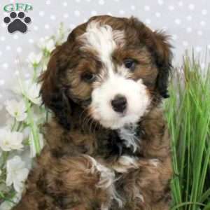 Paige, Mini Bernedoodle Puppy