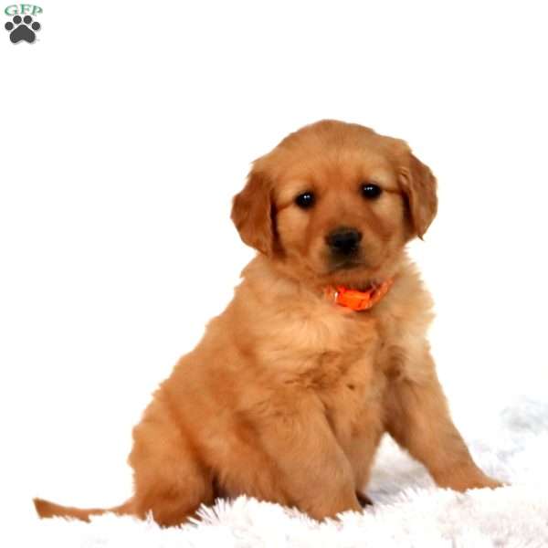 Paige, Golden Retriever Puppy