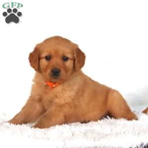 Paige, Golden Retriever Puppy