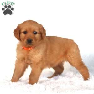 Paige, Golden Retriever Puppy