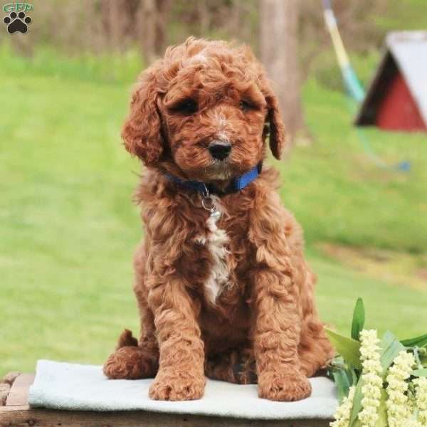 Palmer, Mini Labradoodle Puppy
