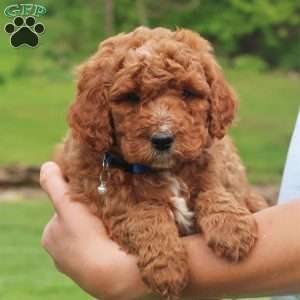 Palmer, Mini Labradoodle Puppy