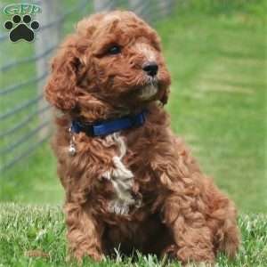 Palmer, Mini Labradoodle Puppy