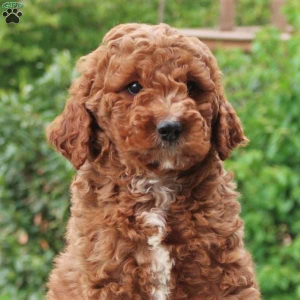 Palmer, Mini Labradoodle Puppy