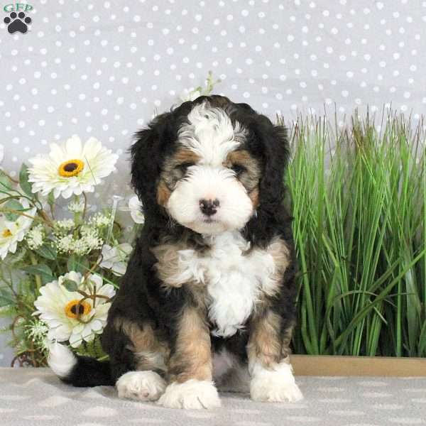 Pam, Mini Bernedoodle Puppy