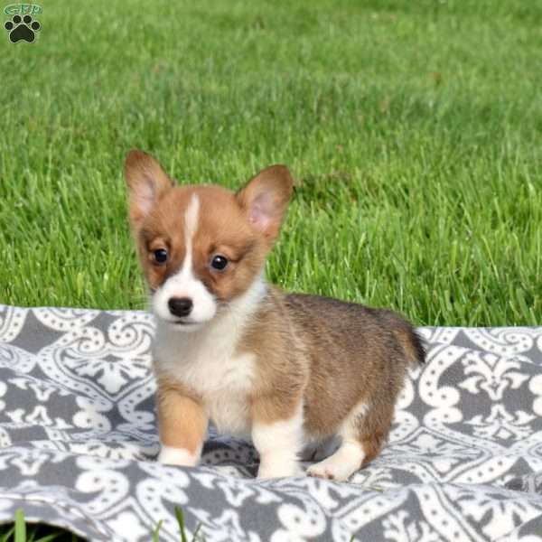 Pancake, Pembroke Welsh Corgi Puppy