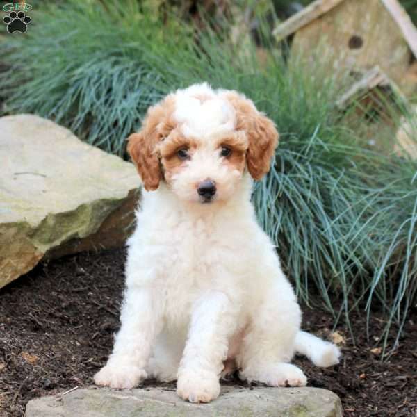 Pansy, Mini Goldendoodle Puppy