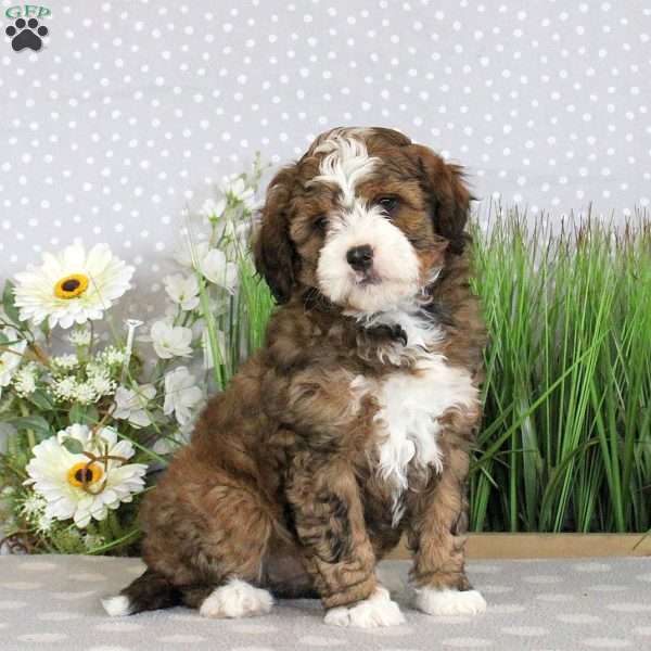 Pansy, Mini Bernedoodle Puppy
