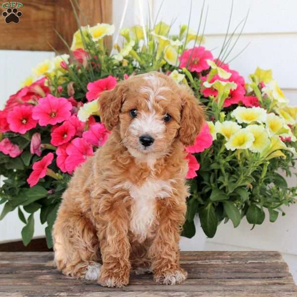Pansy, Cavapoo Puppy