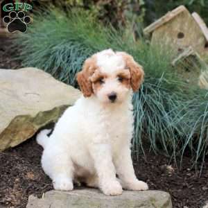 Pansy, Mini Goldendoodle Puppy