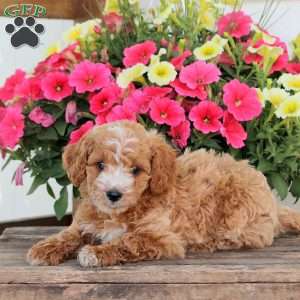 Pansy, Cavapoo Puppy