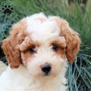 Pansy, Mini Goldendoodle Puppy