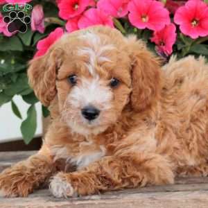 Pansy, Cavapoo Puppy