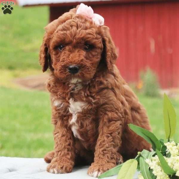 Paris, Mini Labradoodle Puppy