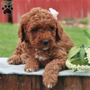 Paris, Mini Labradoodle Puppy