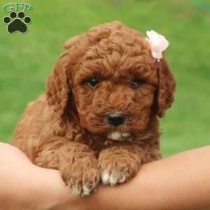 Paris, Mini Labradoodle Puppy