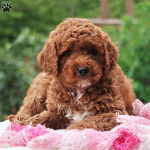 Paris, Mini Labradoodle Puppy