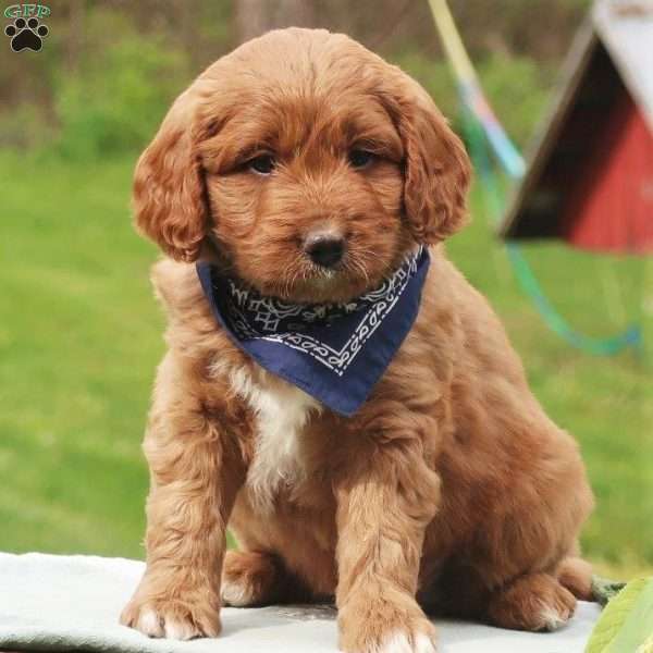 Parker, Mini Labradoodle Puppy