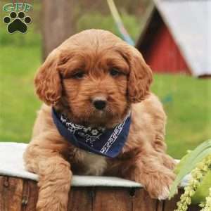 Parker, Mini Labradoodle Puppy