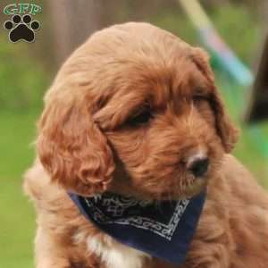 Parker, Mini Labradoodle Puppy