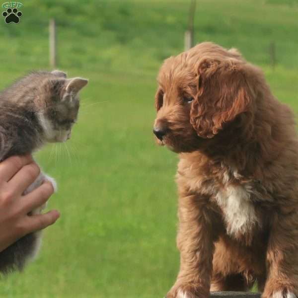 Parker, Mini Labradoodle Puppy
