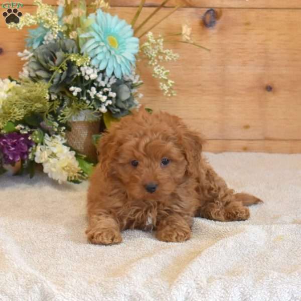 Parker, Cavapoo Puppy