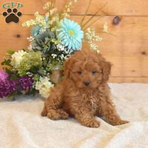 Parker, Cavapoo Puppy