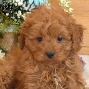 Parker, Cavapoo Puppy