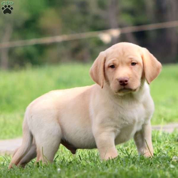 Parker, Yellow Labrador Retriever Puppy