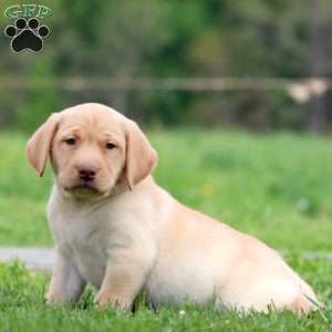 Parker, Yellow Labrador Retriever Puppy