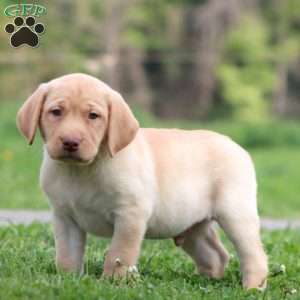 Parker, Yellow Labrador Retriever Puppy