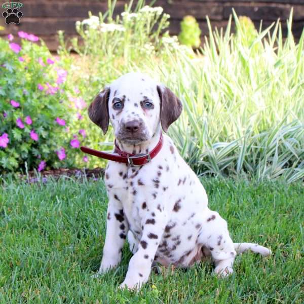 Patches, Dalmatian Puppy