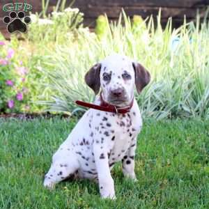 Patches, Dalmatian Puppy