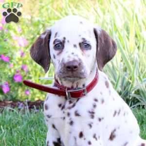 Patches, Dalmatian Puppy