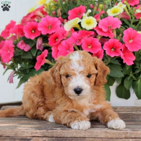 Patches, Cavapoo Puppy