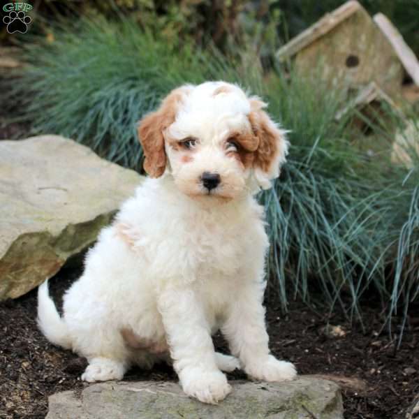Patches, Mini Goldendoodle Puppy