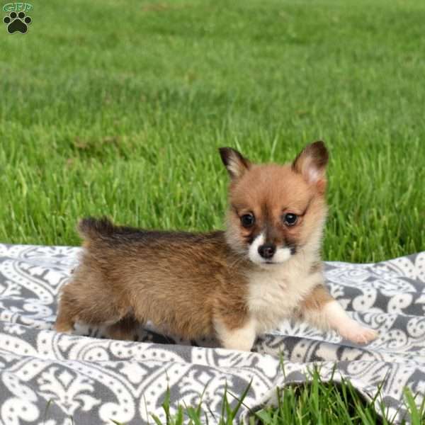 Patches, Pembroke Welsh Corgi Puppy